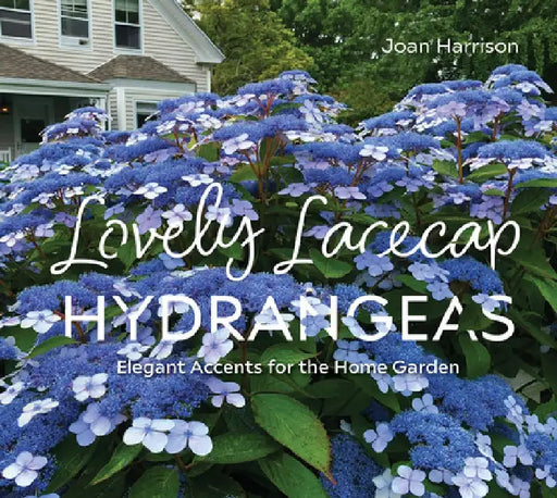 Lovely Lacecap Hydrangeas: Elegant Accents for the Home Garden by Joan Harrison