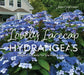Lovely Lacecap Hydrangeas: Elegant Accents for the Home Garden by Joan Harrison