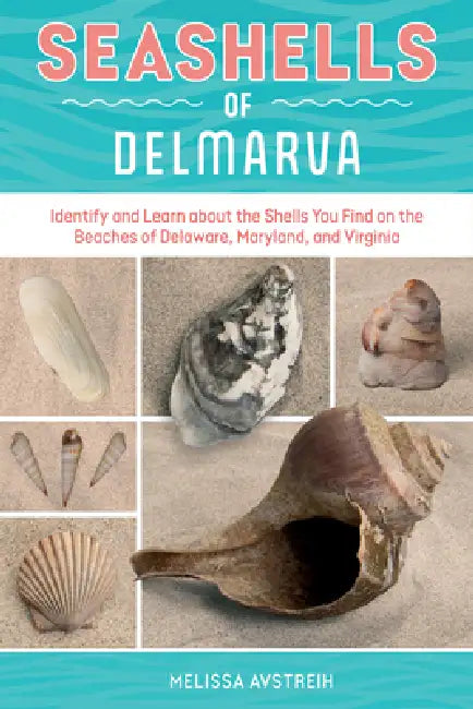 Seashells of Delmarva: Identify and Learn about the Shells You Find on the Beaches of Delaware, Maryland, and Virginia by Melissa Avstreih