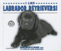 I Like Labrador Retrievers! by Linda Bozzo