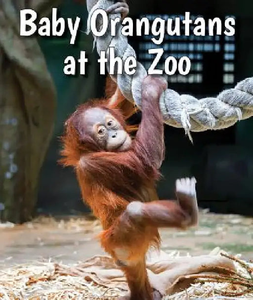 Baby Orangutans at the Zoo by Cecelia H. Brannon