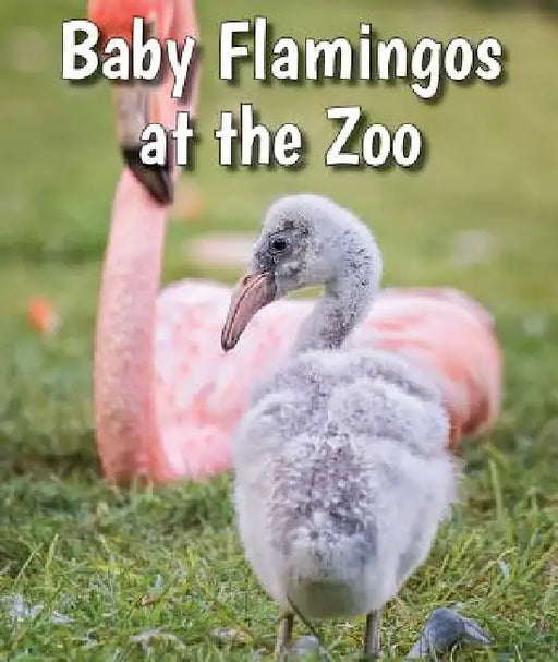 Baby Flamingos at the Zoo by Cecelia H. Brannon