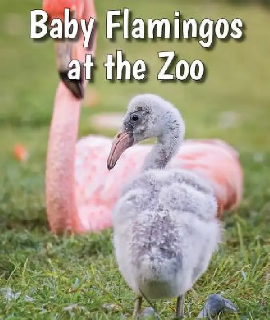 Baby Flamingos at the Zoo by Cecelia H. Brannon