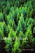 Canada's Forests: A History by Ken Drushka