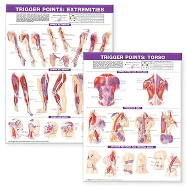 Trigger Point Chart Set: Torso & Extremities Paper by Anatomical Chart Company