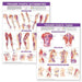 Trigger Point Chart Set: Torso & Extremities Paper by Anatomical Chart Company