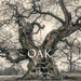 Oak: From Seed to Ancient Tree by Beth Moon, Todd Forrest