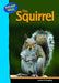 The Squirrel by James V. Bradley