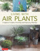 Living with Air Plants: A Beginner's Guide to Growing and Displaying Tillandsia