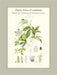 Native Flora of Louisiana by Margaret Stones