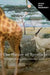 The Nature of Spectacle: On Images, Money, and Conserving Capitalism by James Igoe