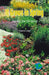 It Grows in Spring: Learning the GR Sound by Autumn Leigh