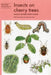 Insects on Cherry Trees by Simon R. Leather, Keith P. Bland, Miranda Gray