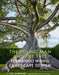 The Young Man and the Tree: Fernando Wong Landscape Design by Tim Johnson