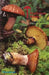 Mushroom Manual by Lorentz C. Pearson
