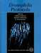 Drosophila Protocols by W. Sullivan