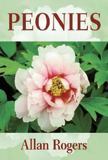 Peonies by Allan Rogers