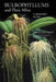 Bulbophyllums and Their Allies by Emly A. Siegerist