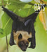 Living Wild: Bats by Melissa Gish