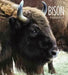 Living Wild: Bison by Melissa Gish