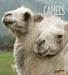Camels by Melissa Gish