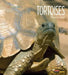 Tortoises by Melissa Gish