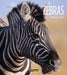 Zebras by Melissa Gish