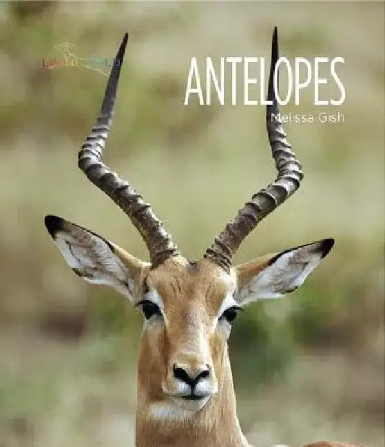 Antelopes by Melissa Gish