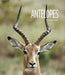 Antelopes by Melissa Gish