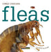 Fleas by Valerie Bodden