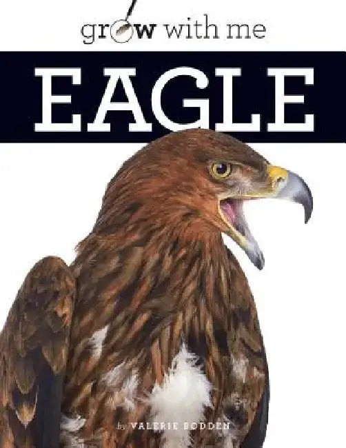 Eagle by Valerie Bodden
