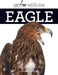 Eagle by Valerie Bodden
