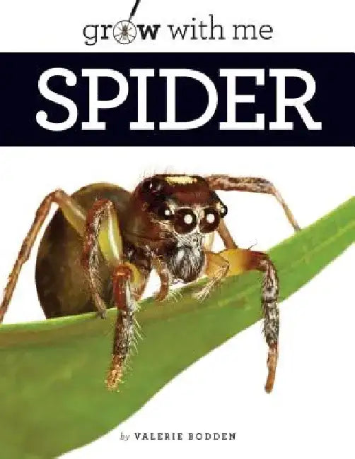 Spider by Valerie Bodden