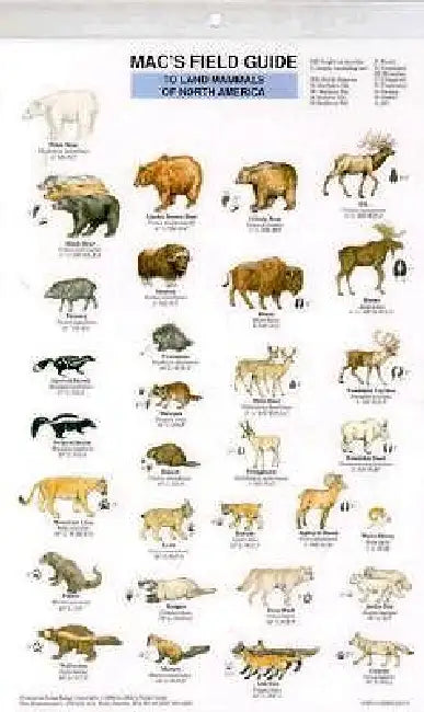 Mac's Field Guides: North American Land Mammals by Craig Macgowan