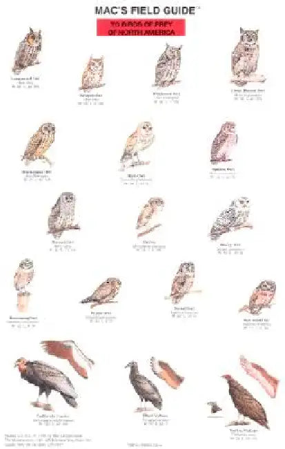 Mac's Field Guides: North American Birds of Prey by Craig Macgowan
