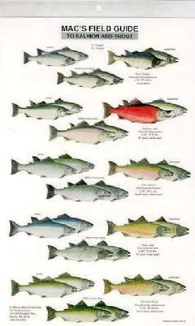 Mac's Field Guides: North American Salmon & Trout by Craig Macgowan