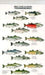 Mac's Field Guides: North American Salmon & Trout by Craig Macgowan