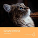 Caring for a blind cat by Natasha Mitchell