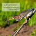 Of a Feather: Travel and Nature Through the Lens by John Nolley