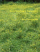 Neighborhood Naturalist by Nan Pendergrast, Britt Pendergrast, Mark Pendergrast