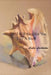 I Will Sing For You Like A Shell by Leslie Lackman
