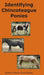 Identifying Chincoteague Ponies by Gina Aguilera