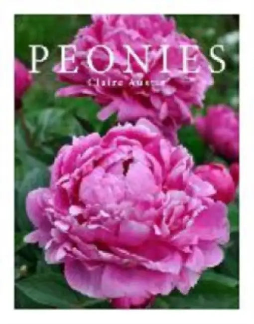 Peonies by Claire Austin