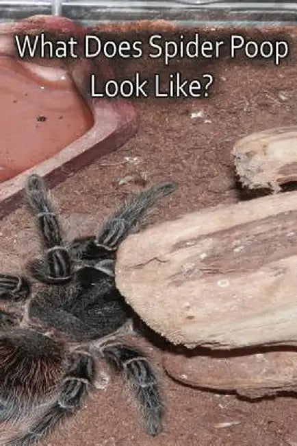 What Does Spider Poop Look Like? by N. a. Cauldron