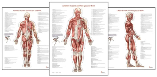 Trail Guide To The Bodys Muscles Of The Human Body Posters Set Of 3 by Andrew Biel
