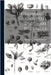 Dictionnaire Universel D'Histoire Naturelle; Volume 2 by Orbigny, Charles Dessalines D'