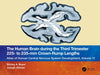 The Human Brain During the Third Trimester 225- To 235-MM Crown-Rump Lengths: Atlas of Central Nervous System Development, Volume 11 by Shirley A. Bayer