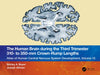 The Human Brain During the Third Trimester 310- To 350-MM Crown-Rump Lengths: Atlas of Central Nervous System Development, Volume 13 by Shirley A. Bayer