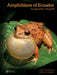 Amphibians of Ecuador: Craugastoridae by Luis A. Coloma