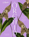 The Orchid: A Celebration of the World's Most Charismatic Flower by Lauren Gardiner, Phillip Cribb, Royal Botanic Gardens Kew